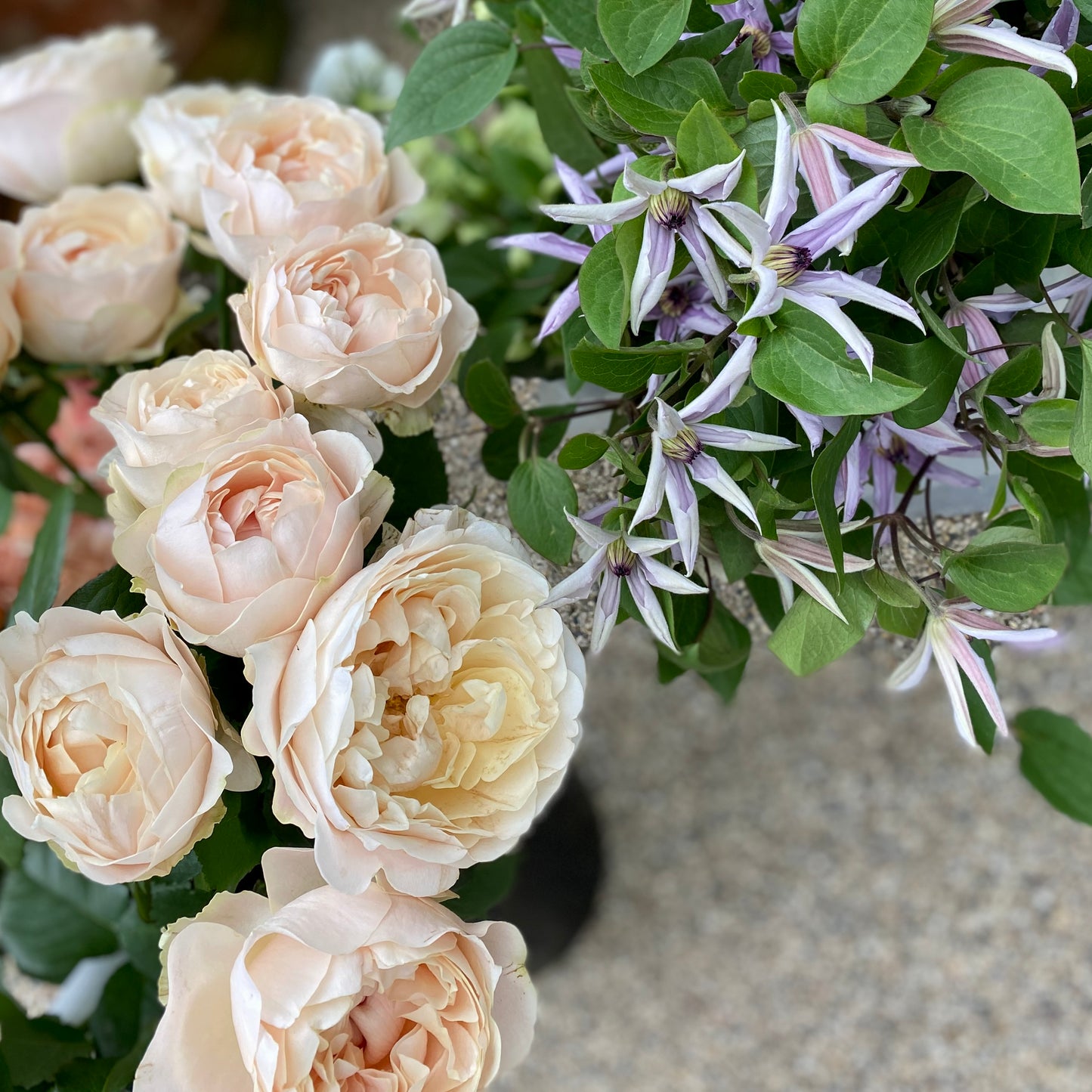 Bucket of Blooms, DIY